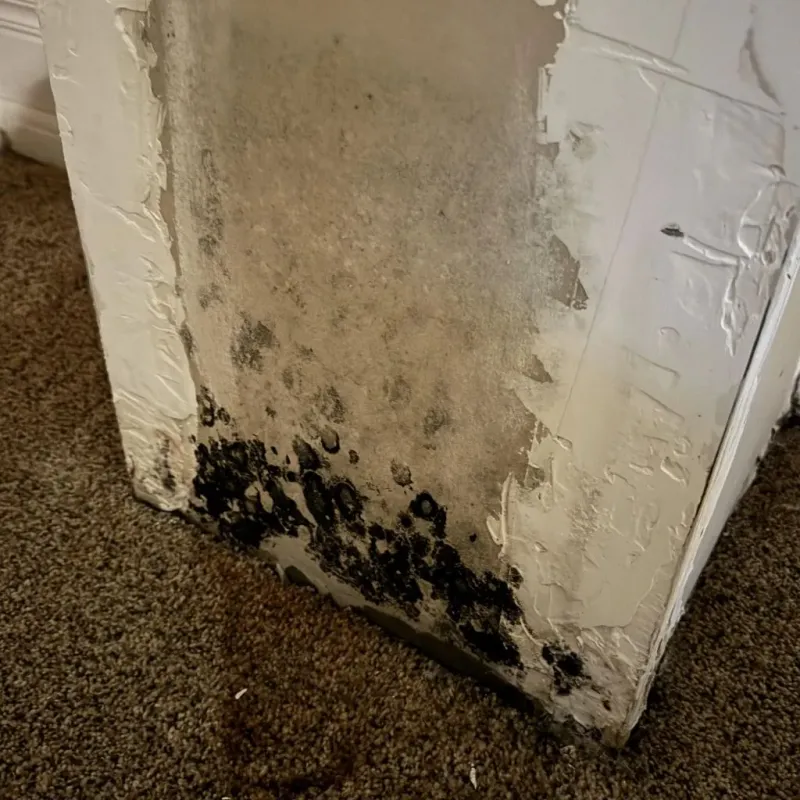 Professional Mold Removal in Sussex, VA